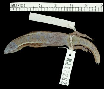 Media type: image;   Herpetology R-112262 Aspect: dorsal